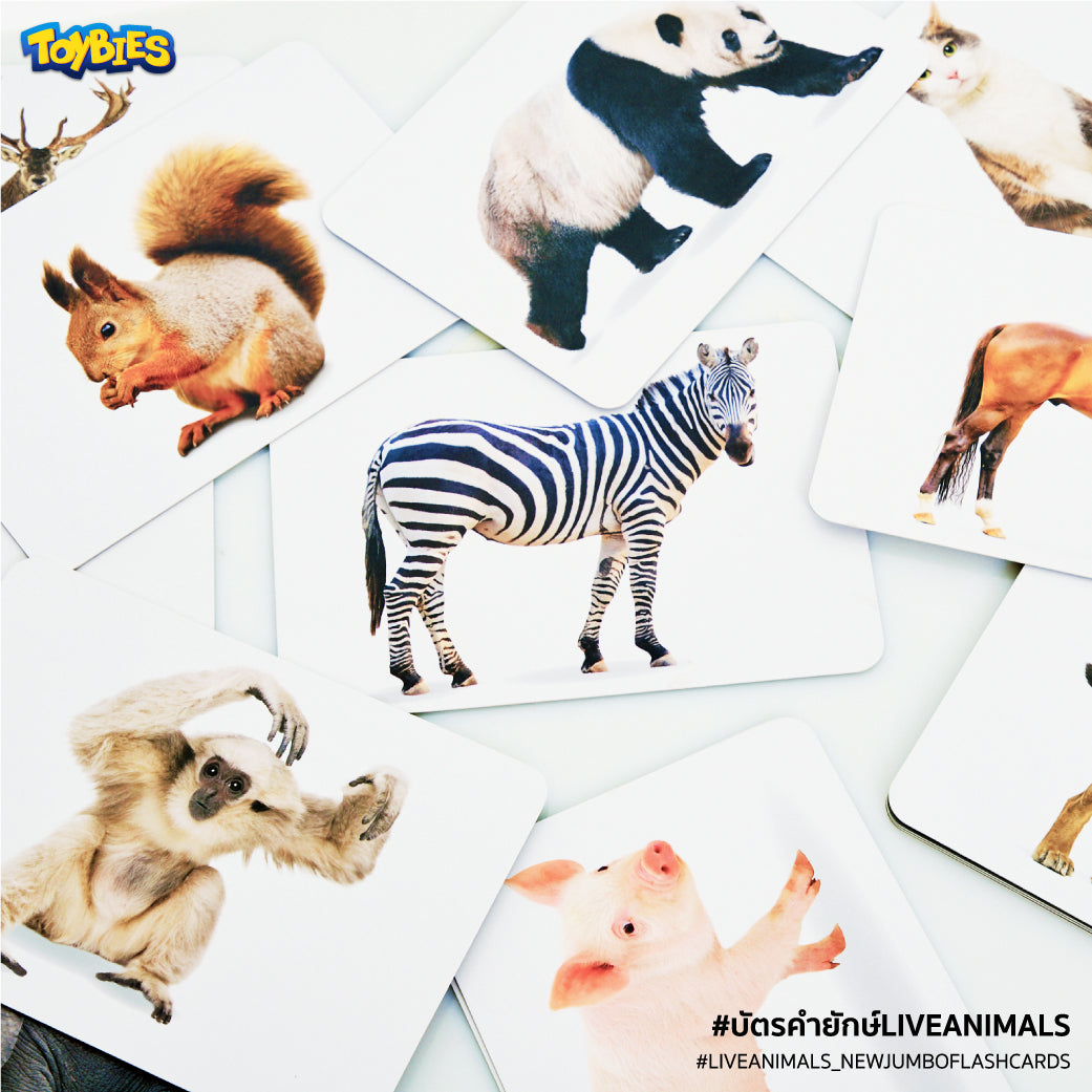 New Jumbo Flash card – Live Animals